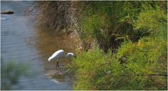 Aigrette garzette -- Parc écologique Izadia à Anglet