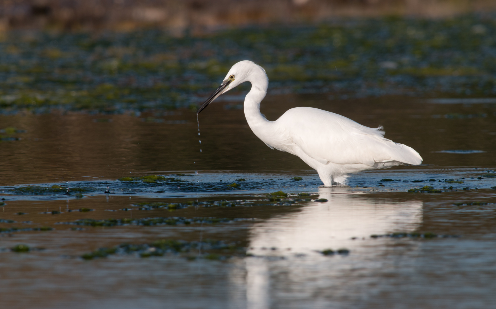 Aigrette garzette peu farouche