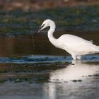 Aigrette garzette peu farouche