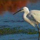 Aigrette garzette portrait Rapproché