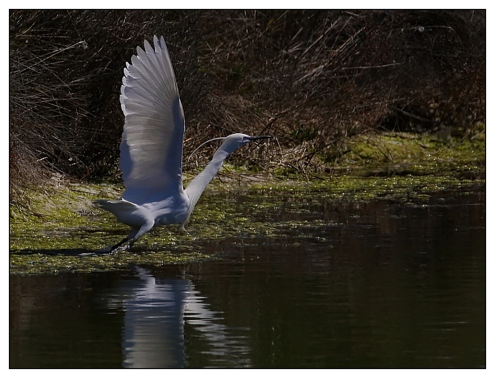 ... Aigrette garzette ... / ... Seidenreiher ...