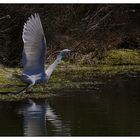 ... Aigrette garzette ... / ... Seidenreiher ...