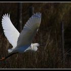 ... Aigrette garzette ... / ... Seidenreiher ... (II)