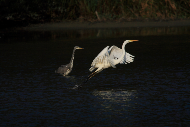 aigrette + héron cendré