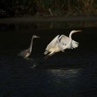 aigrette + héron cendré