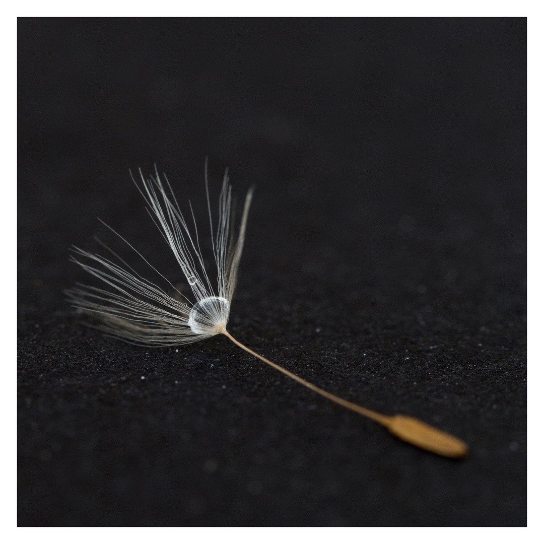 Aigrette isolée