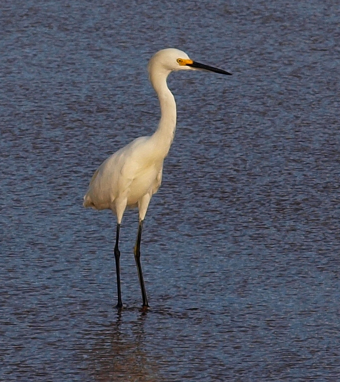 aigrette neigeuse