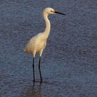 aigrette neigeuse