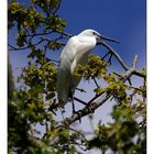 Aigrette Perchée