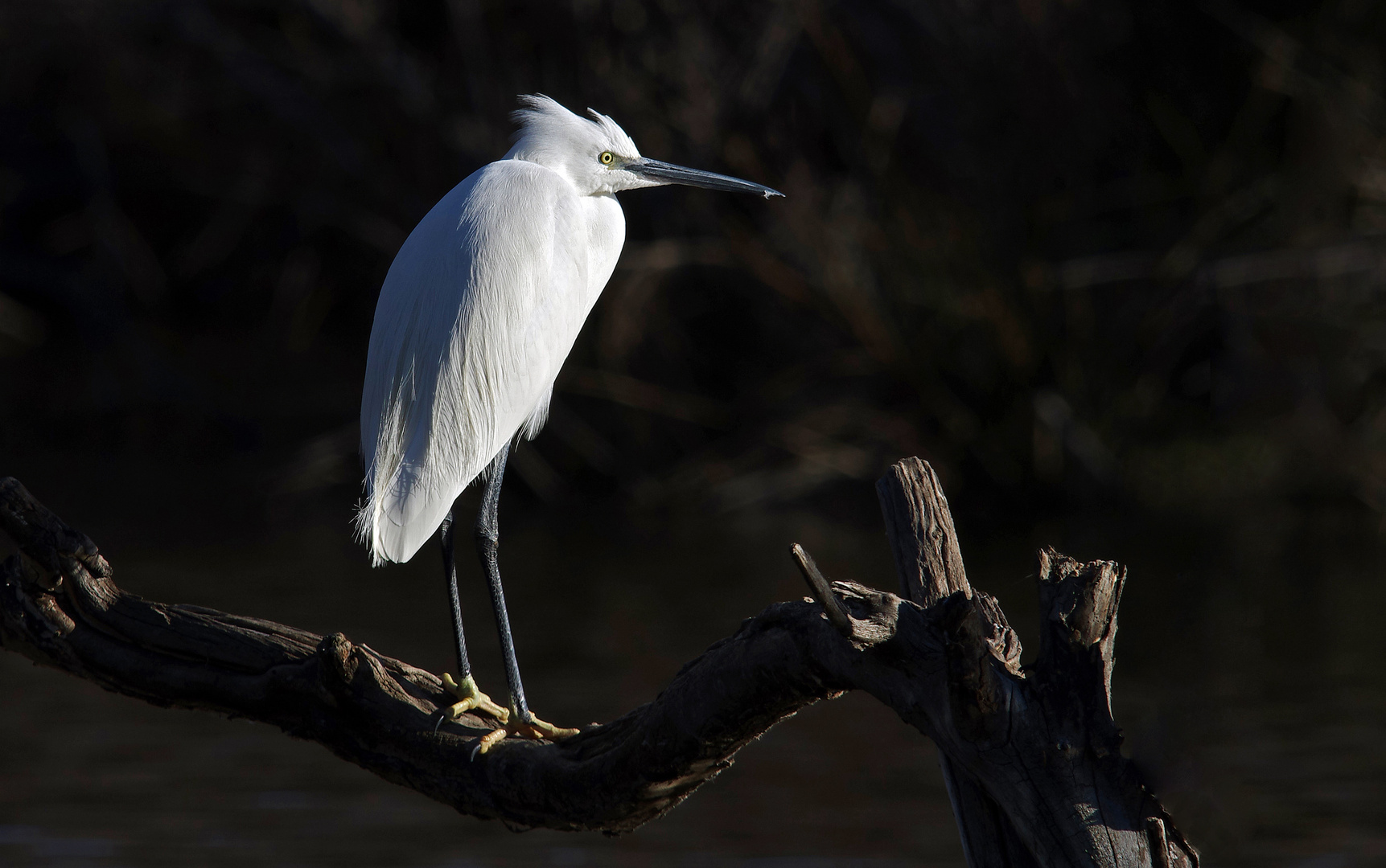 Aigrette perchée