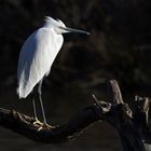 Aigrette perchée