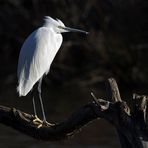 Aigrette perchée