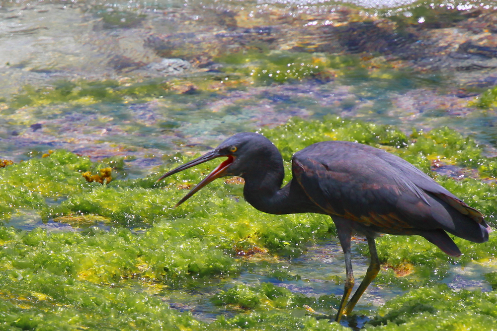 Aigrette sacrée...