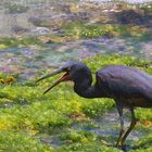 Aigrette sacrée...