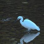 Aigrette - Silberreiher (Rivière "Le Loup" à Villeneuve Loubet Alpes Maritimes)