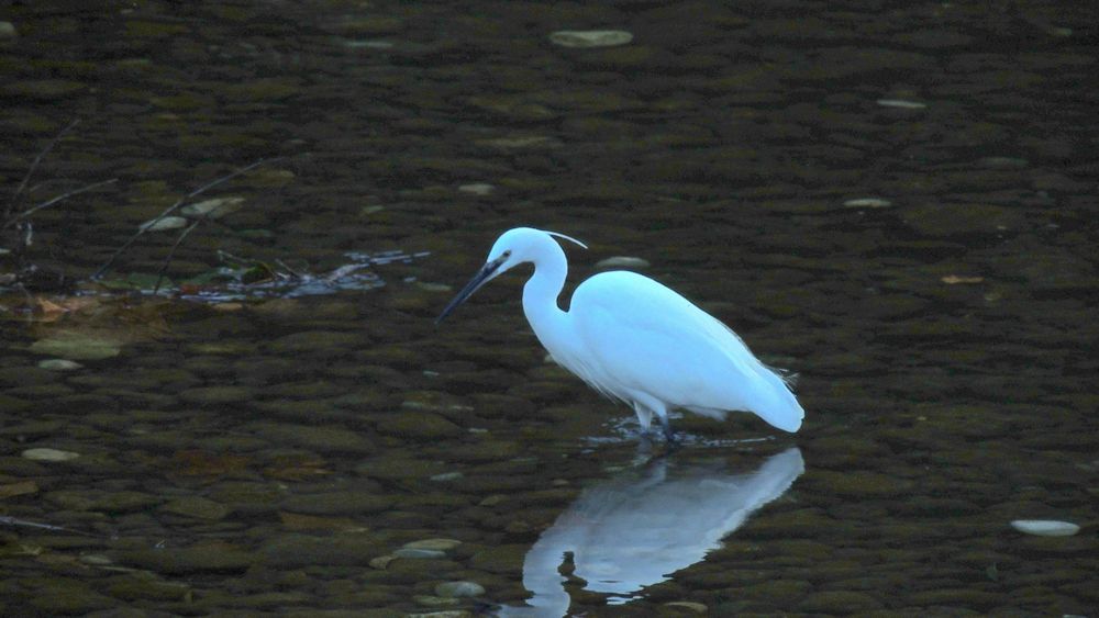 Aigrette - Silberreiher (Rivière "Le Loup" à Villeneuve Loubet Alpes Maritimes)