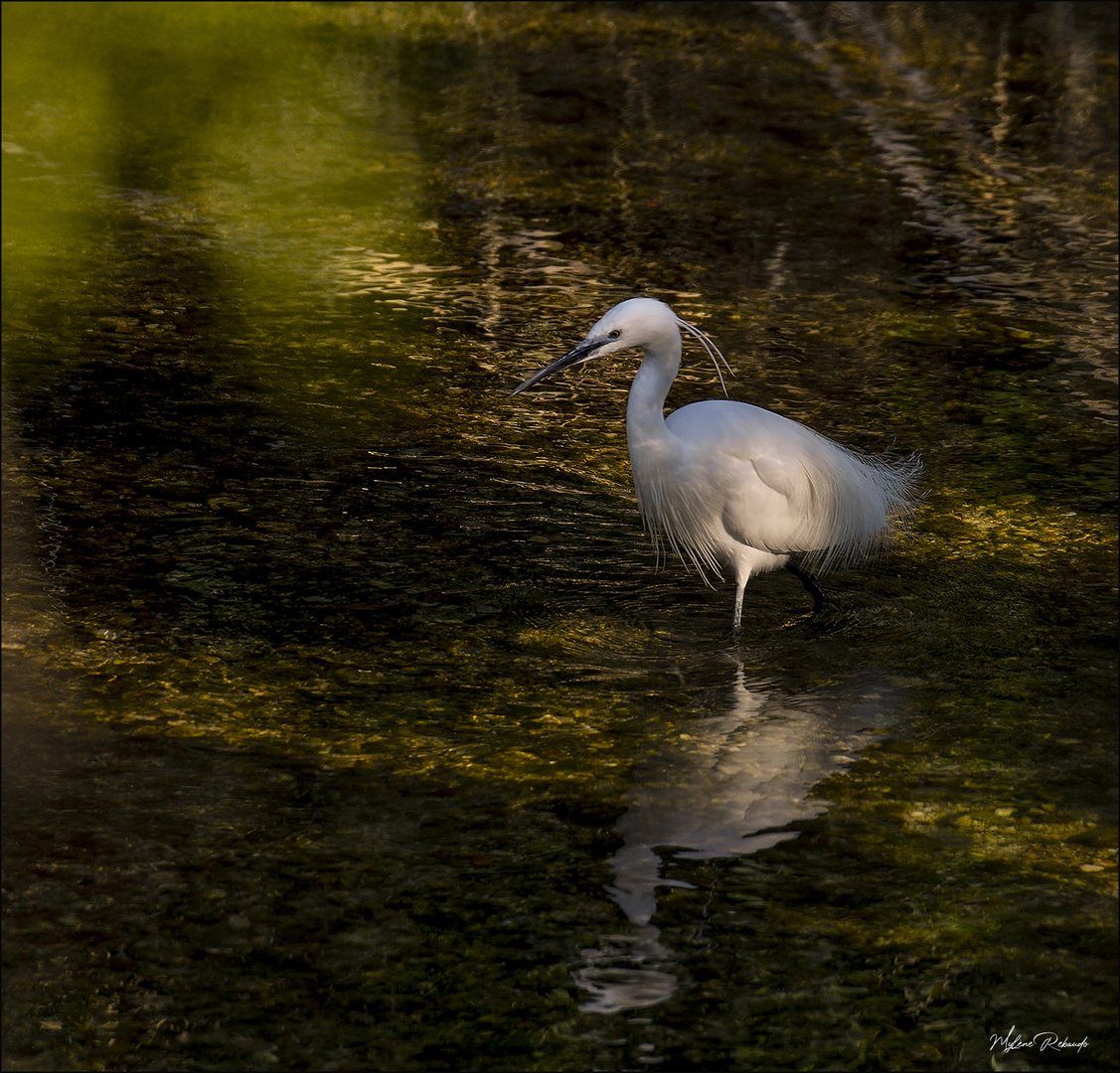 Aigrette sous les rayons de lumière dorée