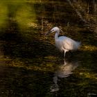 Aigrette sous les rayons de lumière dorée