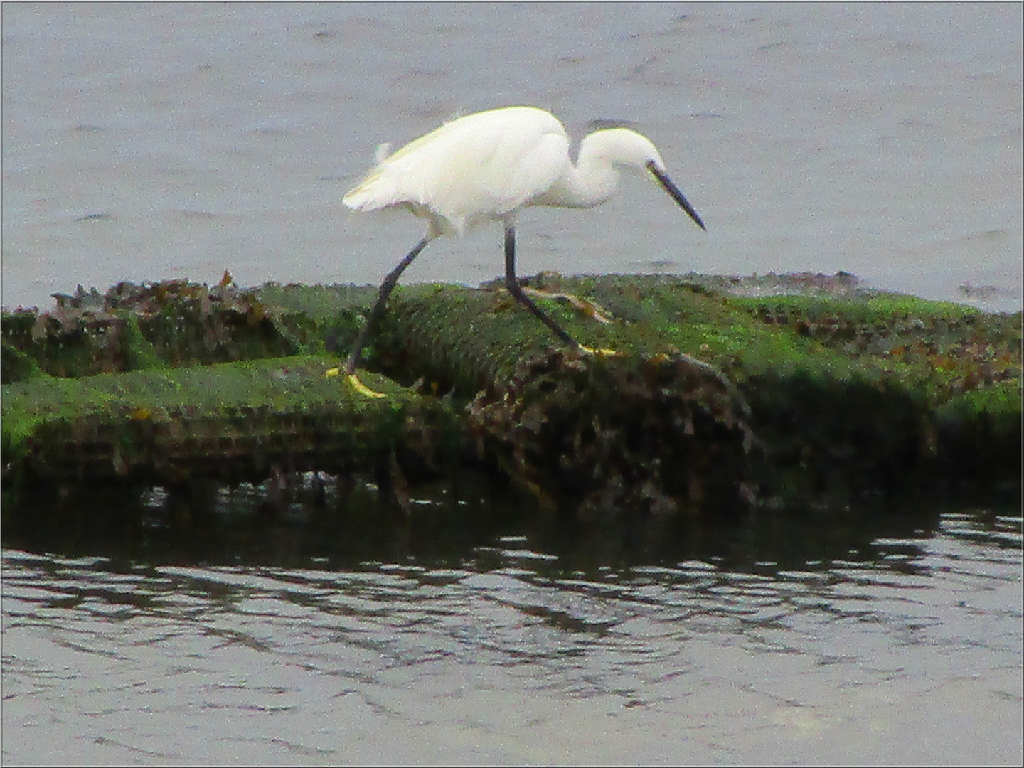 ..Aigrette sur un parc à huitres..