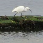 ..Aigrette sur un parc à huitres..