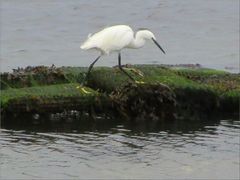 ..Aigrette sur un parc à huitres..