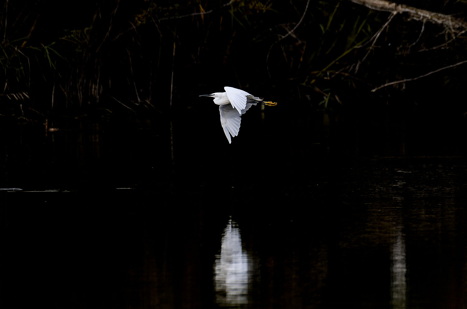 Aigrette traversant l'étang