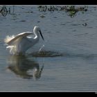 " Aigrette venant de rater sa cible "