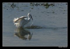 " Aigrette venant de rater sa cible "