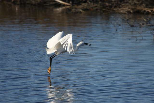 aigrette2