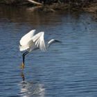 aigrette2