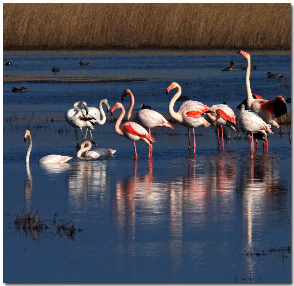 Aiguamolls de l'Empordà I