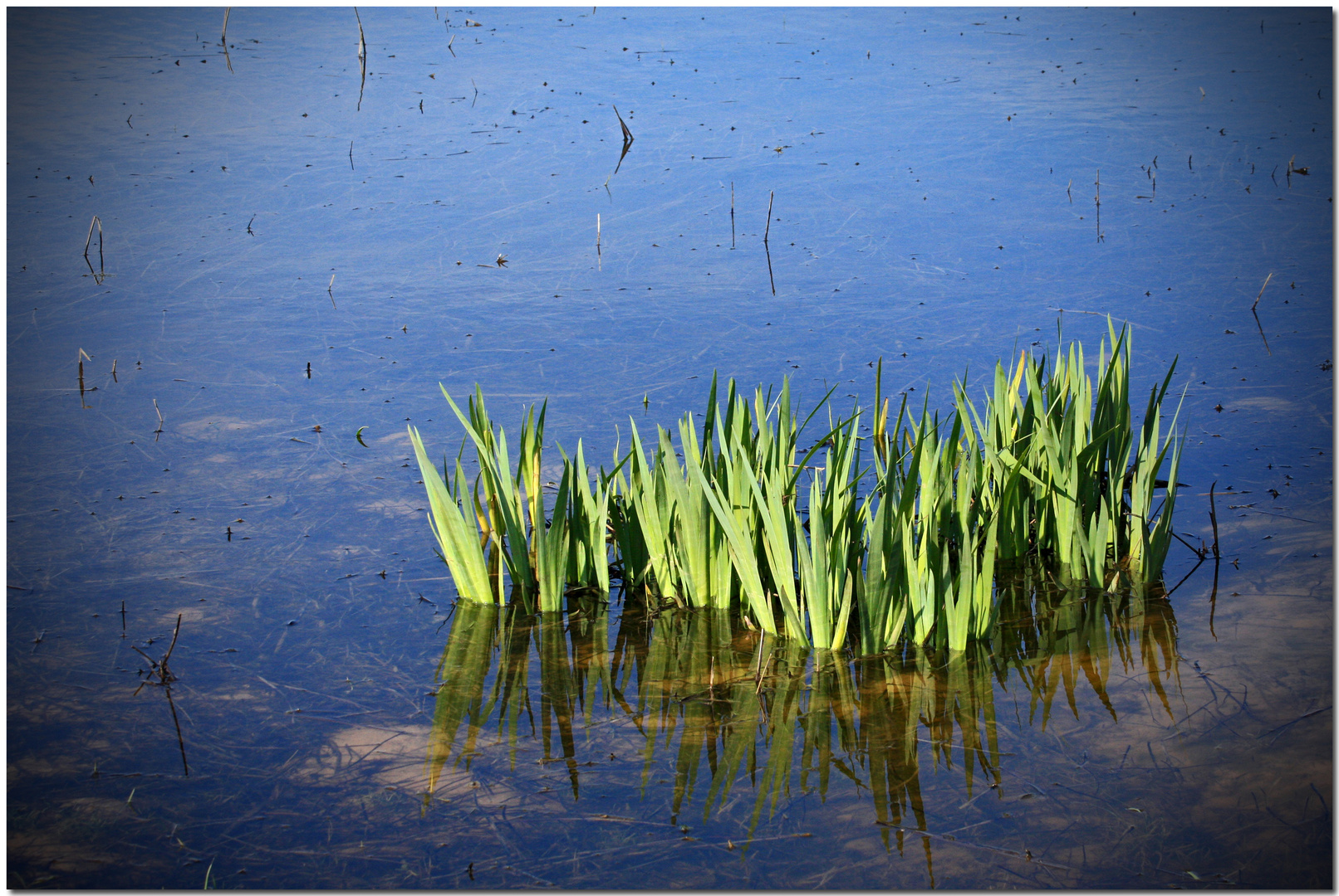 Aiguamolls de l'Empordà VII