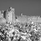 Aigues Mortes