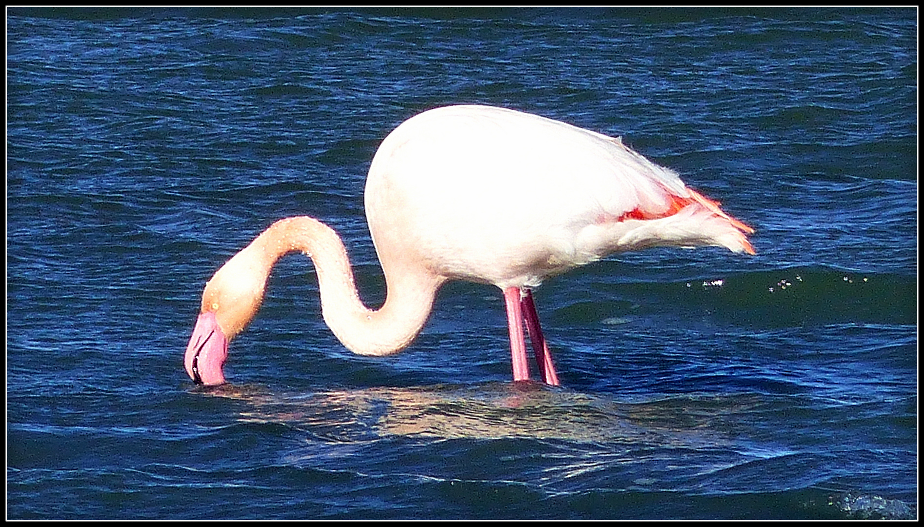 AIGUES - MORTES - 6 - 