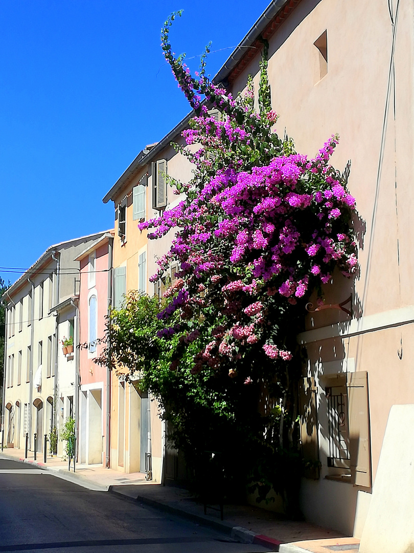 Aigues-Mortes, intra muros ...