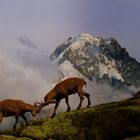 Aiguille Verte