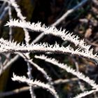 Aiguilles de givre