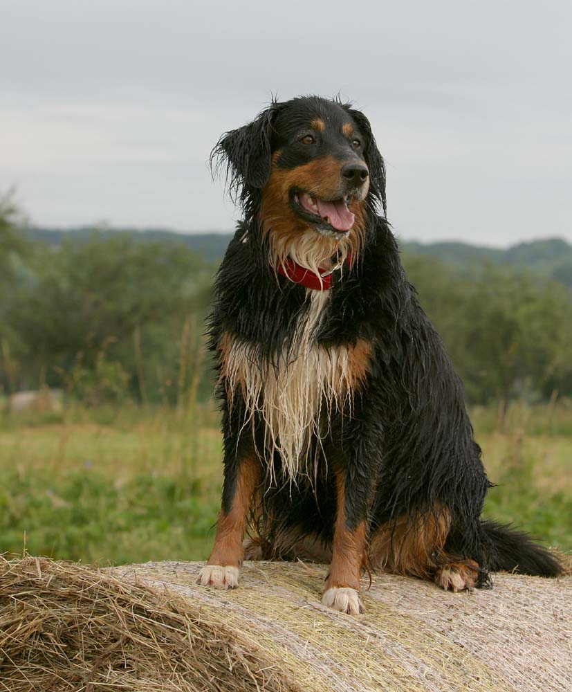 Aika auf dem Heuballen