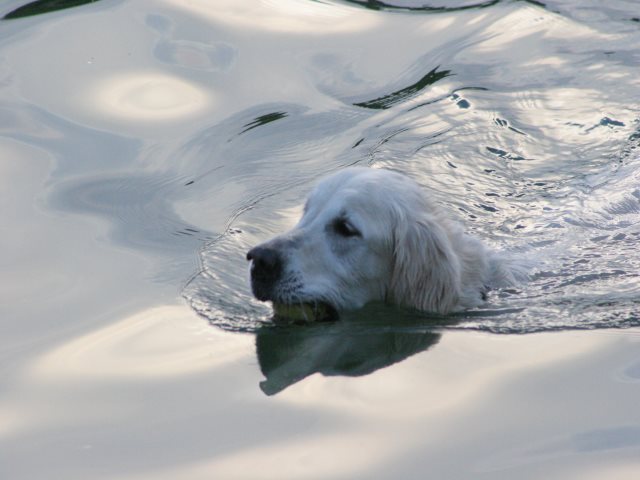 Aika schwimmt gerne