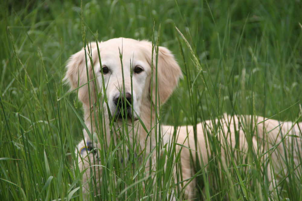 Aika versteckt sich