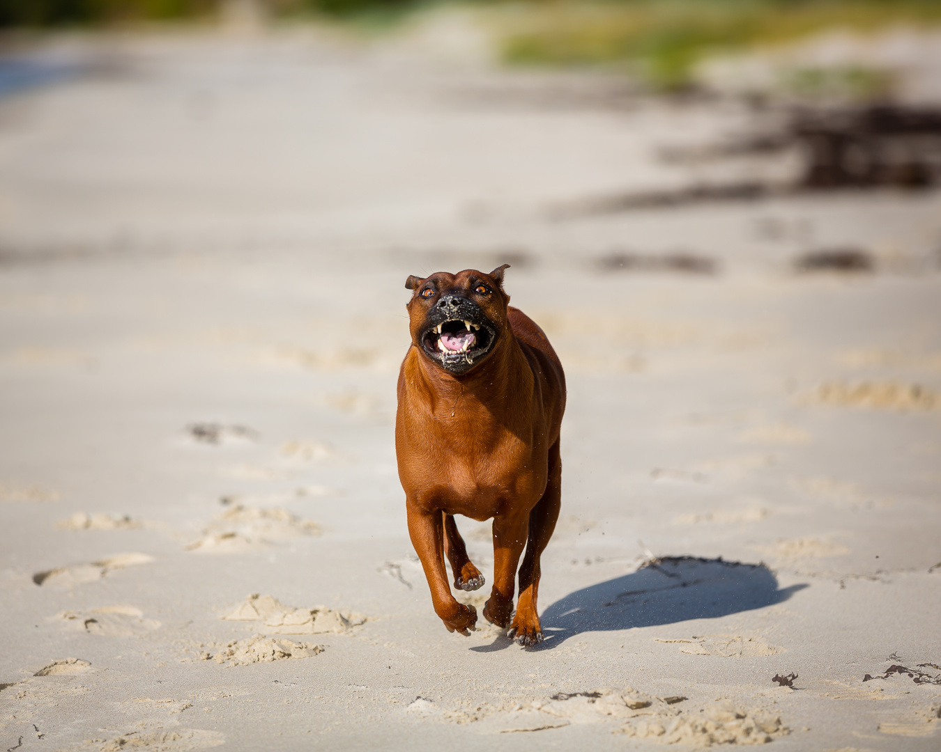 Aiko am Strand