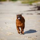 Aiko am Strand