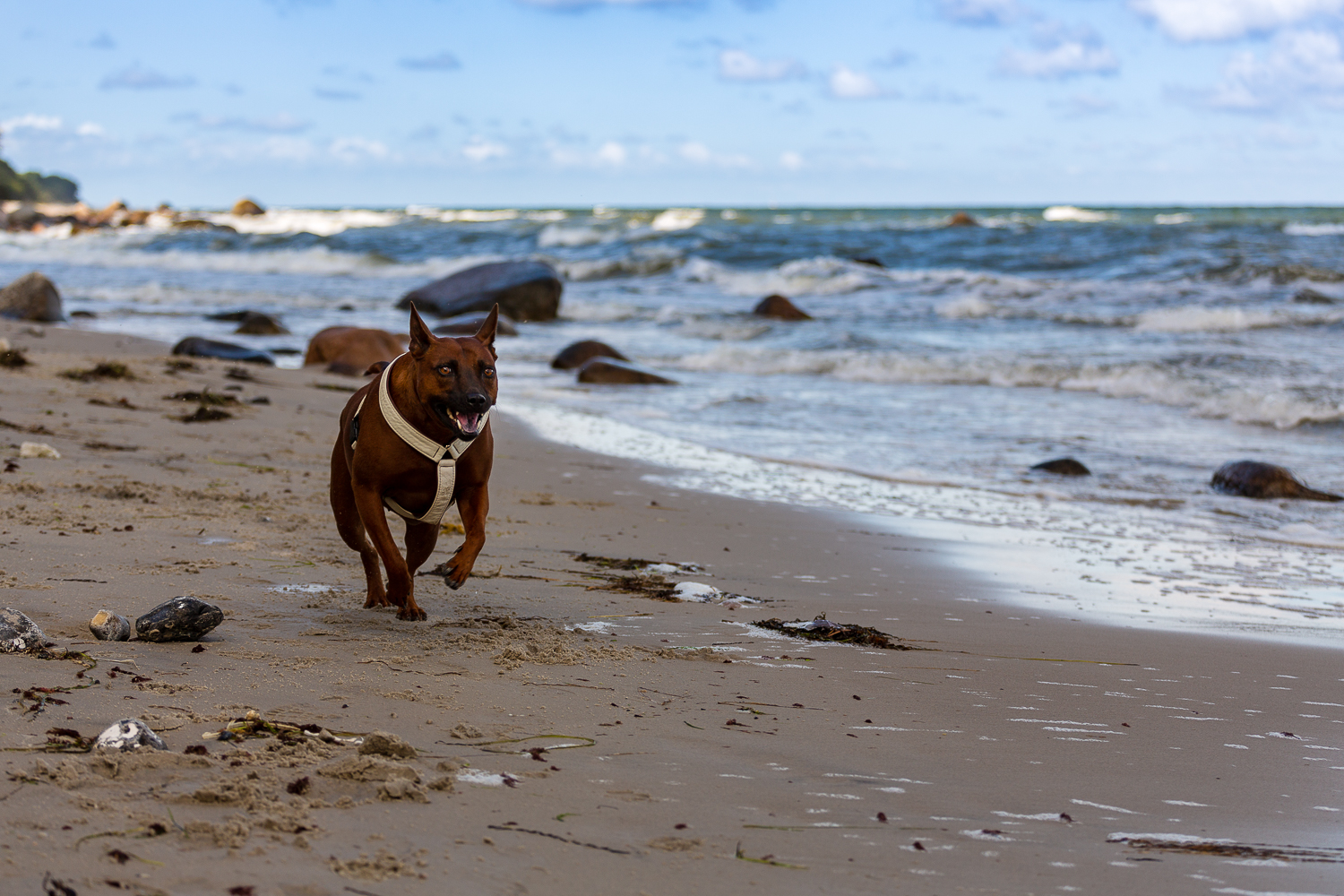 Aiko am Strand von Rügen