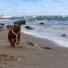 Aiko am Strand von Rügen