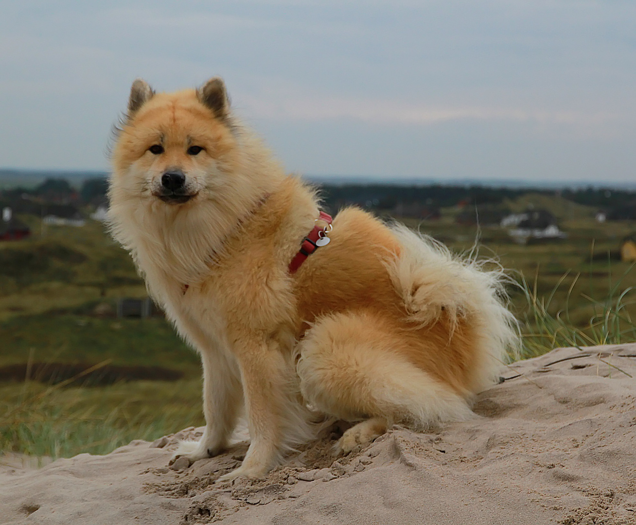 Aiko in Dänemark.