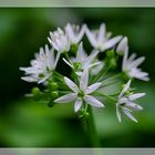 ail des bois - bärlauch