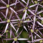 ail d'ornement (Allium aflatunense)