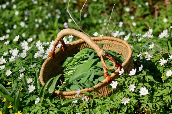 ...ail sauvage!!!...