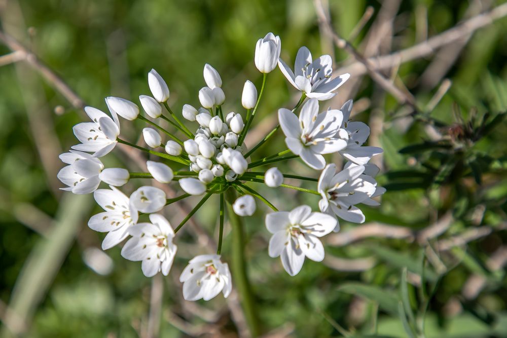 Ail sauvage photo et image animations photographiques, les saisons, printemps Images