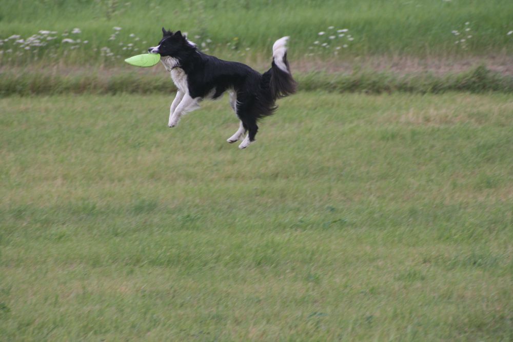 Aila mit Frisbee